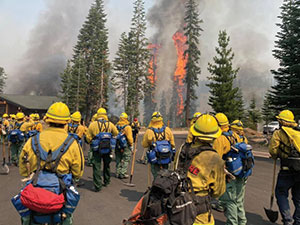 trees burning